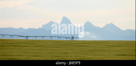 Un perno centrale del sistema sprinkler irrigazione di un campo di grano in fertili campi di fattoria di Idaho, con i Teton Mountain Range in background. Foto Stock