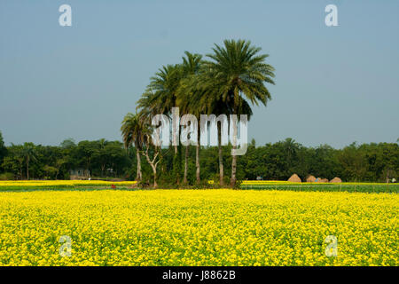 Campo di senape in Manikganj, Bangladesh Foto Stock