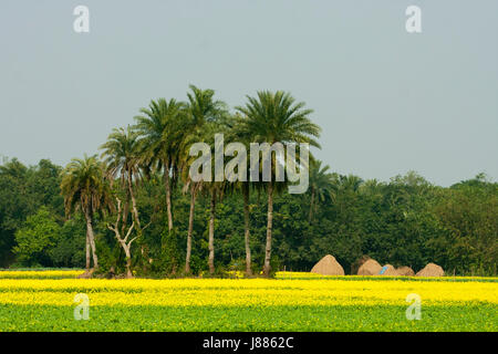 Campo di senape in Manikganj, Bangladesh Foto Stock