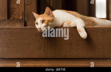 Cat appesa sopra il balcone Foto Stock