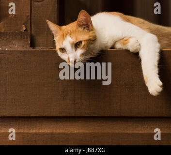 Cat appesa sopra il balcone Foto Stock