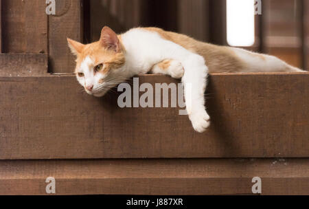 Cat appesa sopra il balcone Foto Stock