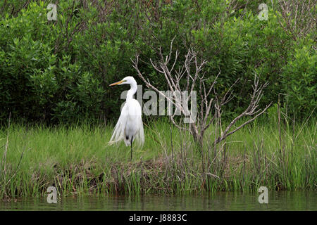 Un Airone bianco maggiore, Ardea alba presso il Edwin B Forsythe NWR, New Jersey, STATI UNITI D'AMERICA Foto Stock