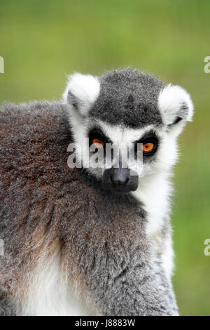 Anello-tailed Lemur presso il Cape May County Zoo, Cape May Courthouse, New Jersey, STATI UNITI D'AMERICA Foto Stock