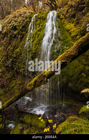 Meraviglie naturali in Oregon. Stagione Primavera escursione a Silver Falls state park. Posto fantastico per escursione con la splendida vista delle cascate. Foto Stock