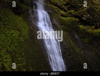 Meraviglie naturali in Oregon. Stagione Primavera escursione a Silver Falls state park. Posto fantastico per escursione con la splendida vista delle cascate. Foto Stock