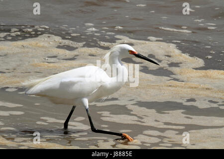 Snowy garzetta, Egretta thuja, in allevamento plummage Foto Stock