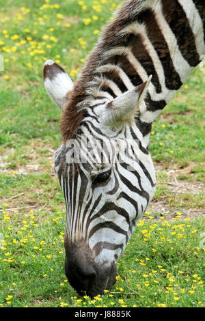 Grant's zebra, Equus quagga Foto Stock