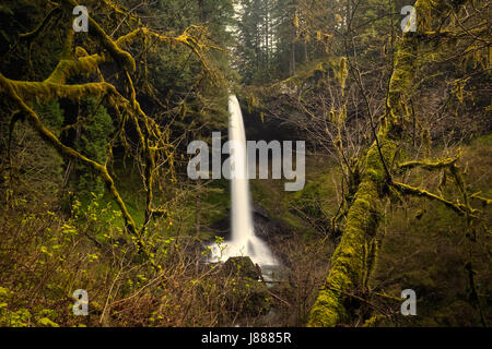 Meraviglie naturali in Oregon. Stagione Primavera escursione a Silver Falls state park. Posto fantastico per escursione con la splendida vista delle cascate. Foto Stock