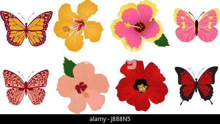 Illustrazione vettoriale di farfalle e hibiscus fiori tropicali sfondo Illustrazione Vettoriale