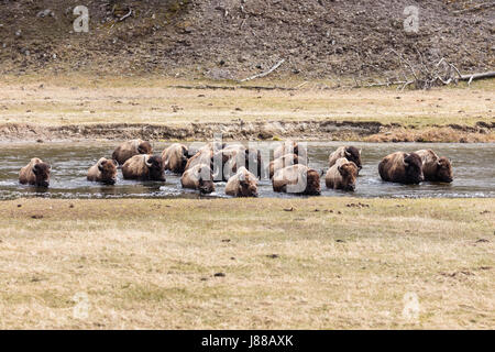 Bison attraversare il fiume Madison presso il Parco Nazionale di Yellowstone Aprile 21, 2017 a Yellowstone, Wyoming. Foto Stock