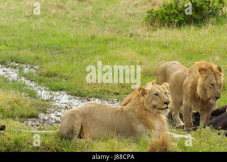 Traino lions maschio caccia un vecchio buffalo maschio nel Masai Mara National Park in Kenya, Foto Stock