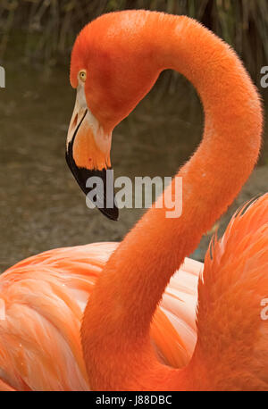 American Flamingo al Giardino Zoologico di Sacramento, California, Stati Uniti d'America. Foto Stock