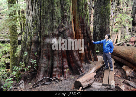 Un ambientalista sta accanto a un antico crescita vecchio cedro rosso dell'Ovest in una foresta pluviale su isola di Vancouver, British Columbia, Canada. Foto Stock