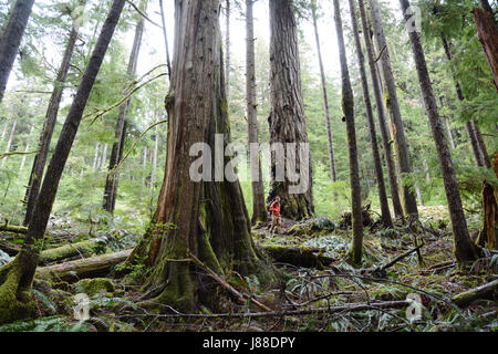 Un uomo che cammina tra un antico crescita vecchio cedro rosso dell'Ovest e un abete di Douglas in una foresta pluviale su isola di Vancouver, British Columbia, Canada. Foto Stock