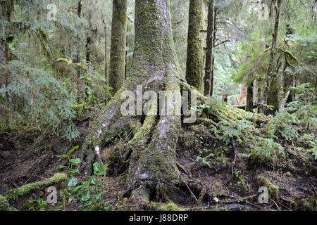 Un muschio coperto western red cedar crescente sulla cima di un marciume infermiera log in una vecchia foresta pluviale di crescita sull'Isola di Vancouver, British Columbia, Canada. Foto Stock