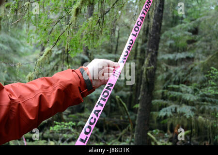 Un ambientalista azienda contrassegnando la marcatura del nastro un futuro accesso stradale in una vecchia foresta pluviale di crescita sull'Isola di Vancouver, British Columbia, Canada. Foto Stock