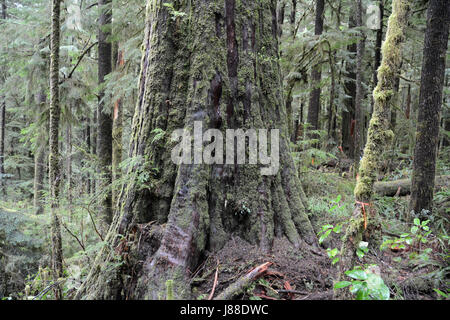 Di muschio crescita vecchio cedro rosso dell'ovest di alberi in un'antica foresta pluviale su isola di Vancouver, British Columbia, Canada Foto Stock