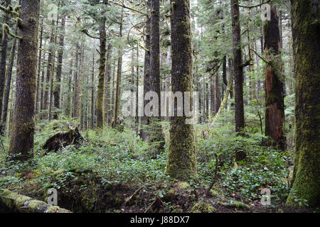 Di muschio crescita vecchio cedro rosso dell'ovest di alberi in un'antica foresta pluviale su isola di Vancouver, British Columbia, Canada Foto Stock