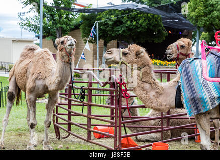 I cammelli per l'equitazione presso la fiera della contea. Foto Stock