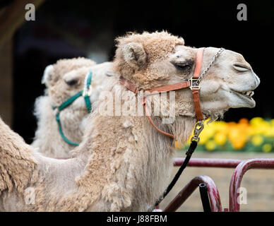 I cammelli per l'equitazione presso la fiera della contea. Foto Stock