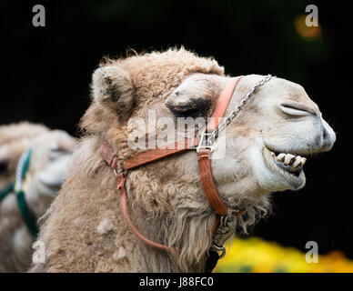 I cammelli per l'equitazione presso la fiera della contea. Foto Stock