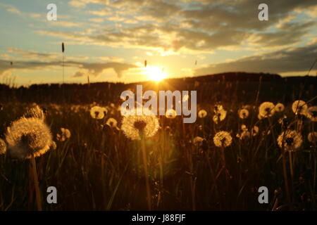 Campo Blowball al set di Sun Foto Stock