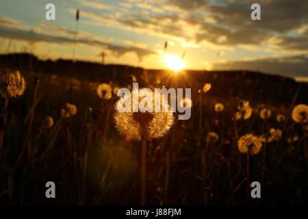 Campo Blowball al set di Sun Foto Stock