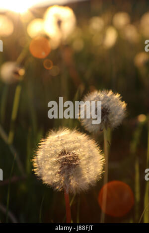 Campo Blowball al set di Sun Foto Stock