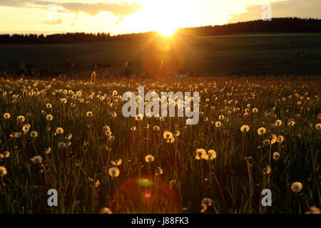 Campo Blowball al set di Sun Foto Stock