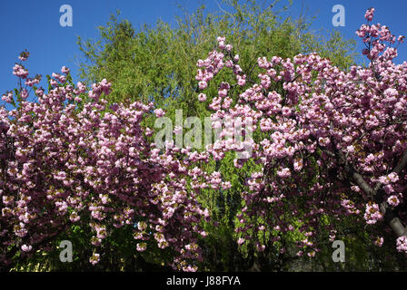 Fioritura di alberi in Dunaszerdahely (Dunajská Streda) nel sud della Slovacchia nella bella e lussureggiante Csallóköz (Zitny Ostrov) Foto Stock