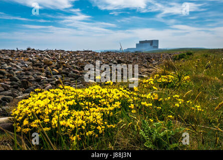 Il livello del suolo visualizza Trifoglio del piede dell'uccello, Lotus corniculatus, John Muir modo sentiero costiero, con la centrale nucleare di Torness, East Lothian, Scozia, Regno Unito Foto Stock