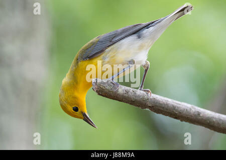 Prothonotary Trillo caccia femmina per insetti Foto Stock