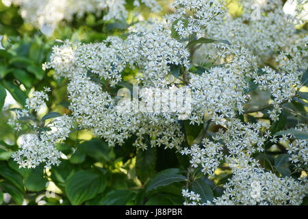Olearia macrodonta Foto Stock