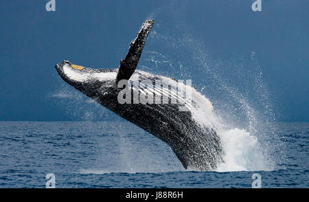 La megattera sta saltando fuori dall'acqua. Madagascar. St Mary's Island. Foto Stock