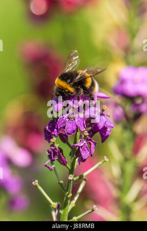 La natura in armonia: Bellissima a forma di campana fiori di Red Campion (Silene dioica) impianto costituiscono una naturale rovistando massa per il British Bumblebee. Foto Stock
