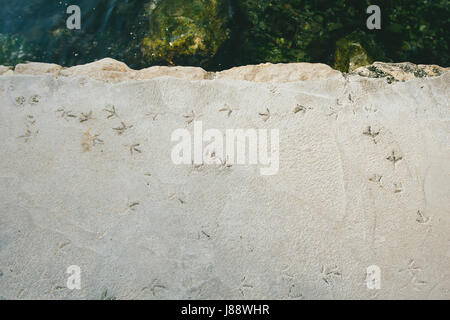 Impressioni di griffe di gabbiani sul cemento surgelati. Foto Stock