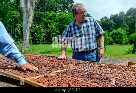 Le fave di cacao secco al sole su tavole di legno. Foto Stock