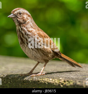 Una volpe sparrow mangiare semi Foto Stock