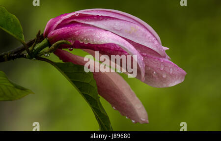 Un fiore di magnolia in Vancouver del West End Foto Stock