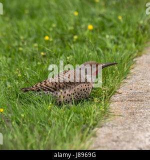 Un maschio di sfarfallio del Nord cercando le larve a Stanley Park. Foto Stock