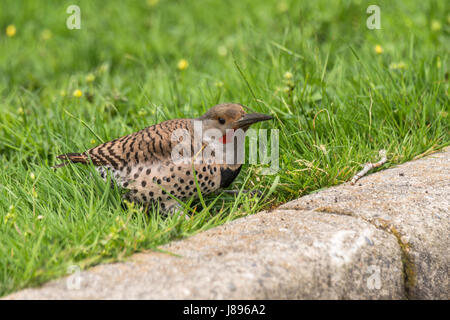 Un maschio di sfarfallio del Nord cercando le larve a Stanley Park. Foto Stock