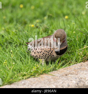 Un maschio di sfarfallio del Nord cercando le larve a Stanley Park. Foto Stock