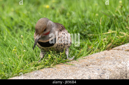 Un maschio di sfarfallio del Nord cercando le larve a Stanley Park. Foto Stock