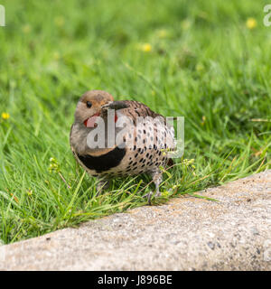 Un maschio di sfarfallio del Nord cercando le larve a Stanley Park. Foto Stock