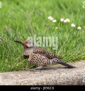 Un maschio di sfarfallio del Nord cercando le larve a Stanley Park. Foto Stock