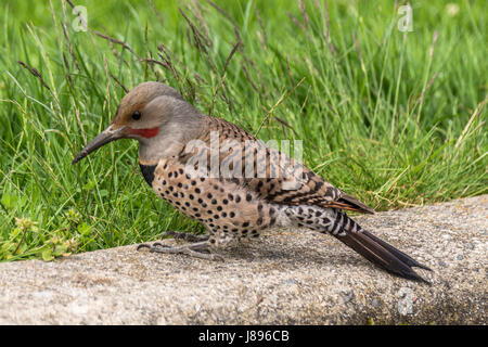 Un maschio di sfarfallio del Nord cercando le larve a Stanley Park. Foto Stock