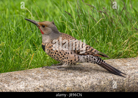 Un maschio di sfarfallio del Nord cercando le larve a Stanley Park. Foto Stock