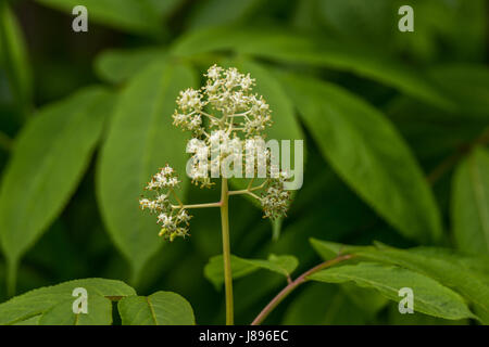 Fioritura di bacche di sambuco a Stanley Park. Foto Stock