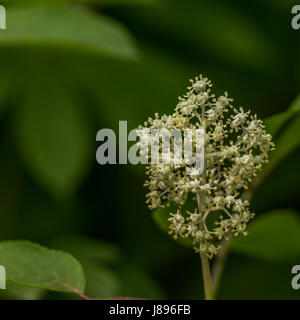 Fioritura di bacche di sambuco a Stanley Park. Foto Stock